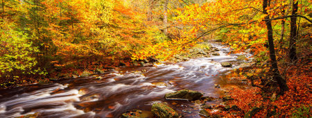 Autumn colors in the forest. Panoramic view of the mountain riverの写真素材