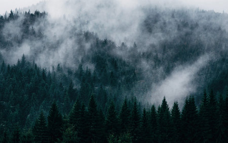 Foggy morning in the coniferous forest, Carpathians, Ukraine
