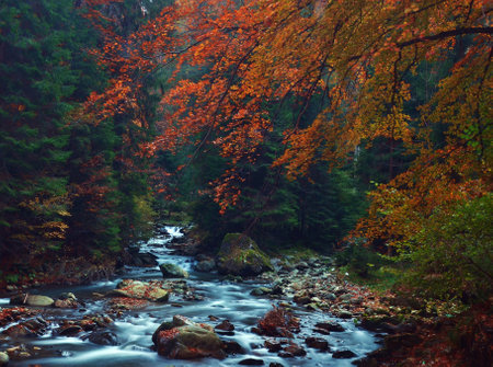Mountain river in the autumn forest. Colorful forest in autumn