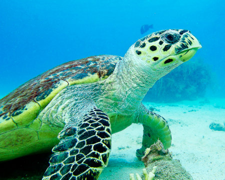 Hawaiian Green Sea Turtle (Chelonia mydas)の写真素材