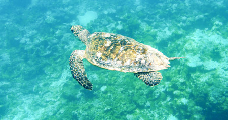 Hawaiian Green Sea Turtle (Chelonia mydas)の写真素材