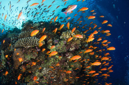 Colorful tropical fish swimming around a coral reef in the Red Sea