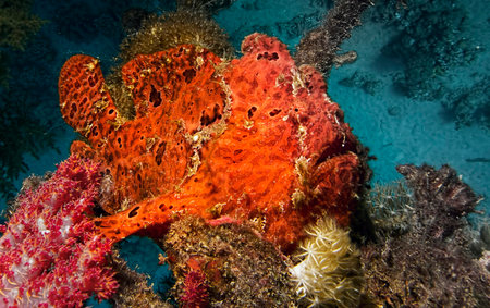 Gorgonian sponge on a coral reef in Red Sea, Egyptの写真素材