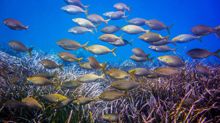 School of tropical fish in the Red Sea. Egypt, Sharm El Sheikhの写真素材
