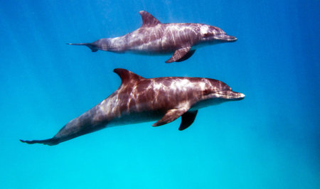 Dolphins swimming in the blue water of the Caribbean Sea. Mexico.の写真素材