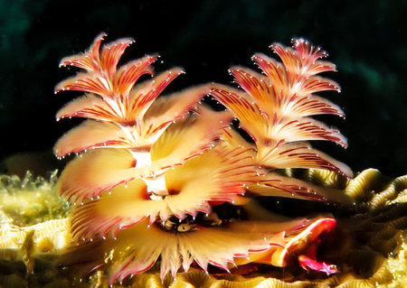 A macro shot of a red and orange coral in the water.の写真素材