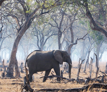 Elephant in the Okavango Delta, Botswana, Africa