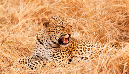 Leopard in the Masai Mara National Park in Kenya, Africaの写真素材