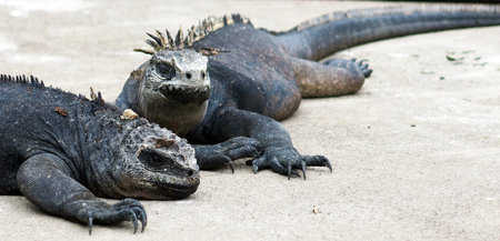 Marine iguana resting on the beach in Galapagos Islands