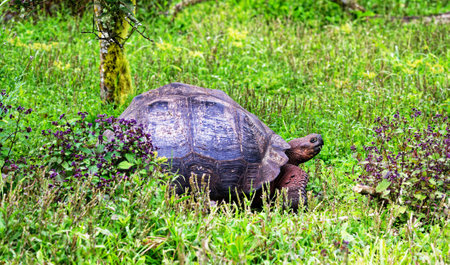 Galapagos giant tortoise (Geochelone sulcata) in the galapagos islands