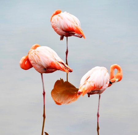 Flamingo in the lake. Wildlife scene from tropic nature.の写真素材