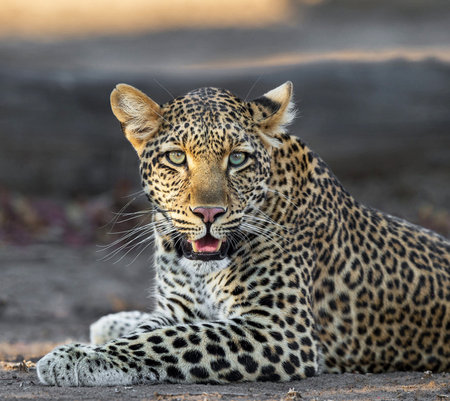 Leopard lying on the ground in Kruger National Park, South Africa ; Specie Panthera pardus family of...