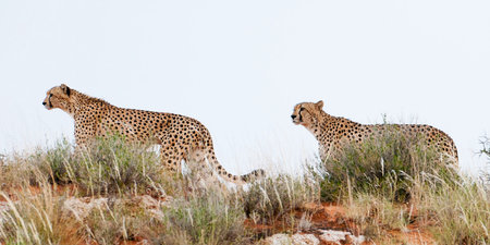 Cheetah in the Okavango Delta - Moremi National Park in Botswana