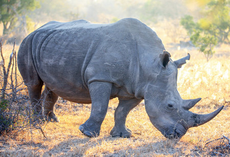 White rhinoceros in Kruger National park, South Africa ; Specie Ceratotherium simum family of Rhinocerotidaeの写真素材