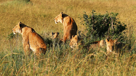 Lioness and cubs in Masai Mara National Park, Kenyaの写真素材