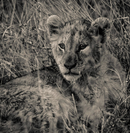 Lion cub in black and white, Maasai Mara National Park, Kenyaの写真素材