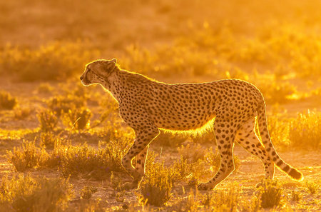 Cheetah (Acinonyx jubatus) in the sunset lightの写真素材