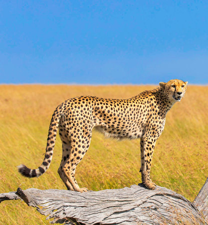 Cheetah standing on log in Serengeti National Park, Tanzaniaの写真素材