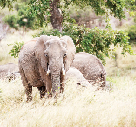 Elephants in Chobe National Park, Botswana, Africaの写真素材
