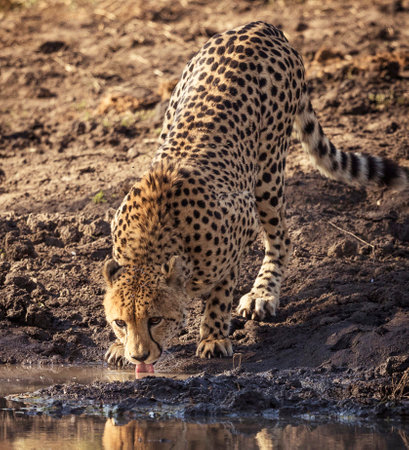 Cheetah drinking water at a waterhole in Zimbabwe, Africaの写真素材