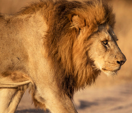 Male lion in the Etosha National Park, Namibia.の写真素材