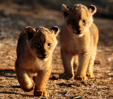 Lion cubs in the Kalahari desert, South Africaの写真素材