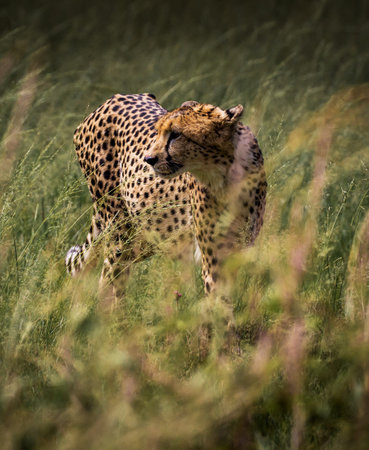 Cheetah in the grass, Maasai Mara National Park, Kenyaの写真素材