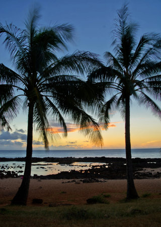 Palm trees silhouetted against the setting sun on the beachの写真素材