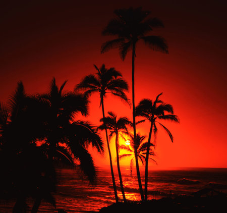 Silhouette of palm trees on the beach at sunset. Tropical backgroundの写真素材