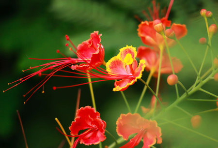 Flower of the Royal Poinciana or Flamboyantの写真素材