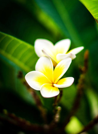 Frangipani flowers on tree, Thailand. Shallow depth of field.の写真素材