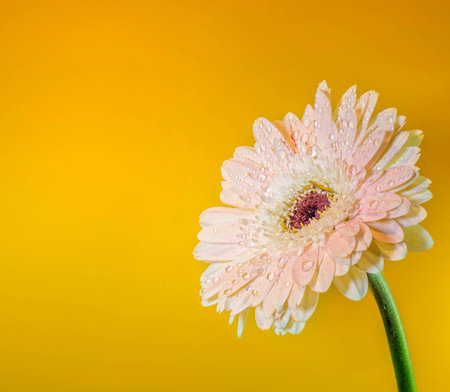 Beautiful gerbera flower on yellow background with copy space.の写真素材