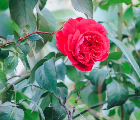 Beautiful red camellia flower in the garden, stock photoの写真素材
