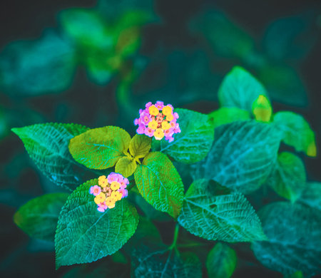 Lantana camara flower in garden with filter effect retro vintage styleの写真素材