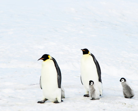 Emperor penguins (Aptenodytes patagonicus)の写真素材