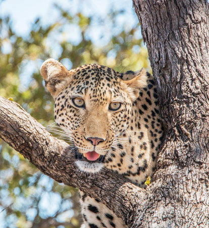 Leopard in the Okavango Delta - Moremi National Park in Botswanaの写真素材