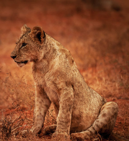 Lioness (Panthera leo) sitting in the bushの写真素材