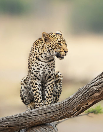 Leopard sitting on a branch in Serengeti National Park, Tanzaniaの写真素材