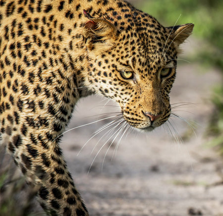 Leopard in the Moremi Game Reserve (Okavango River Delta), National Park, Botswanaの写真素材