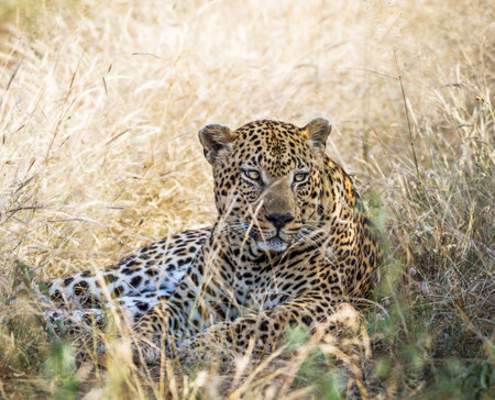 Leopard lying in the grass in the Moremi Game Reserve (Okavango River Delta), National Park, Botswanaの写真素材