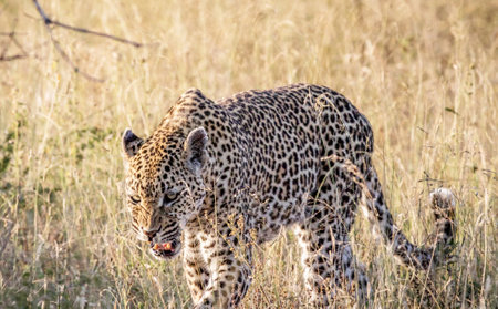 Leopard in the Okavango Delta - Moremi National Park in Botswanaの写真素材
