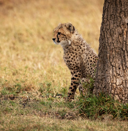 Cheetah cub stands under a tree in Serengeti National Park, Tanzaniaの写真素材