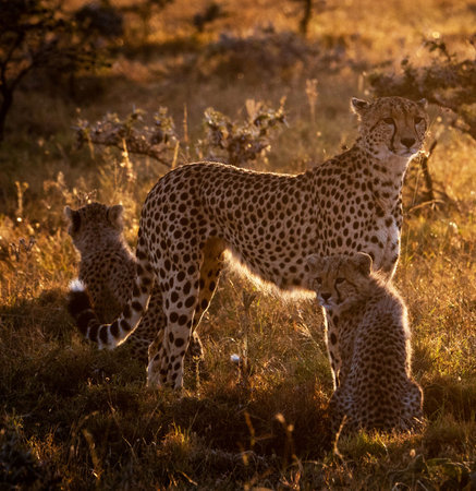 Cheetah and cubs at sunset in Serengeti National Park, Tanzaniaの写真素材