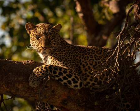 Leopard resting on a tree in the Kruger National Park, South Africa.の写真素材