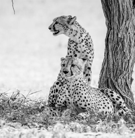 Cheetah in Black and White, Serengeti National Park, Tanzania, Africaの写真素材