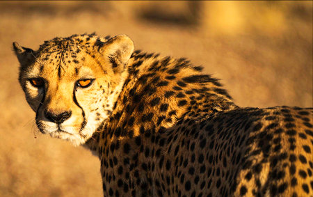 Close-up of cheetah looking at camera in Namibiaの写真素材
