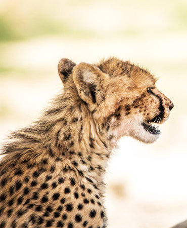 Cheetah cub looking at camera in Serengeti National Park, Tanzaniaの写真素材