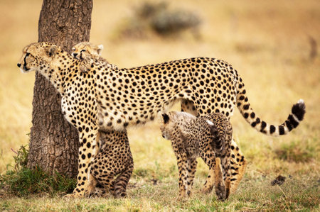 Cheetah and cub in Serengeti National Park, Tanzaniaの写真素材