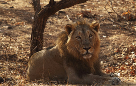 Lion in Kruger National Park, South Africa; Specie Panthera leo family of Felidaeの写真素材