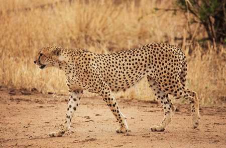 Cheetah (Acinonyx jubatus) in Serengeti National Park, Tanzaniaの写真素材